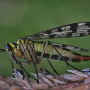 SD14 + Rodagon 80 an Zwischenringen