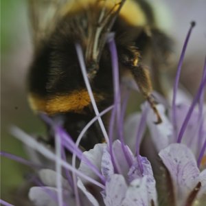 SD14 + Rodagon 80 an Zwischenringen