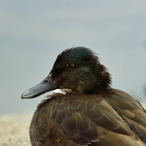 Tiere im Grugapark (Essen)