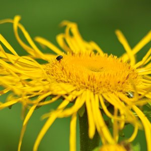 Tiere im Grugapark (Essen)
