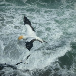 Gannets (Tölpel) in Neuseeland