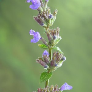 ..schöne Unbekannte