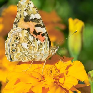 Nahaufnahmen von Tieren (Makros)