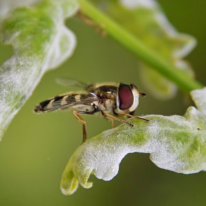 Nahaufnahmen von Tieren (Makros)
