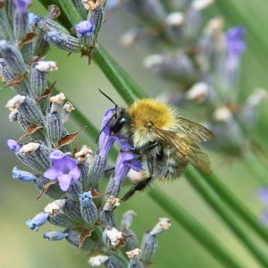 Nahaufnahmen von Tieren (Makros)
