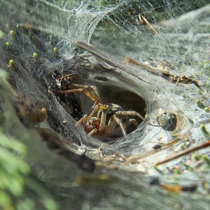 Nahaufnahmen von Tieren (Makros)