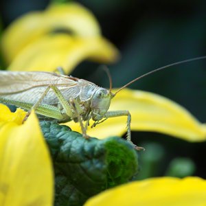 Nahaufnahmen von Tieren (Makros)