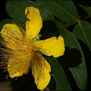 Durch die Blume gesehn