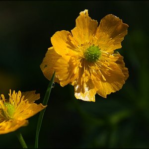 Durch die Blume gesehn