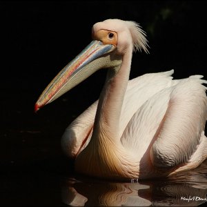 Schöne Welt der Tiere