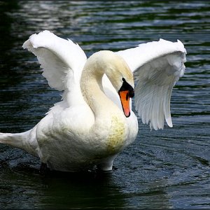 Schöne Welt der Tiere