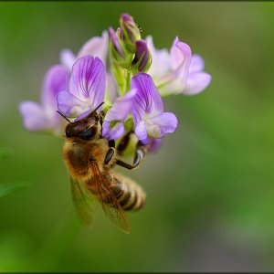 Schöne Welt der Tiere