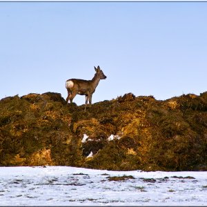 Das Reh in freier Wildbahn