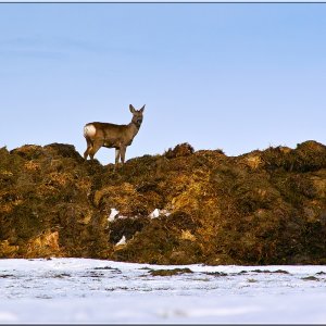 Das Reh in freier Wildbahn
