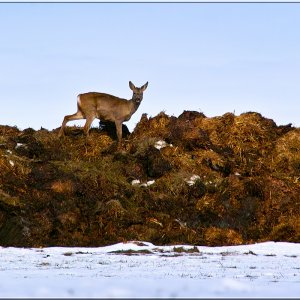 Das Reh in freier Wildbahn