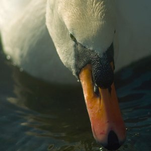 Tamron Adaptall 70-210/3,5