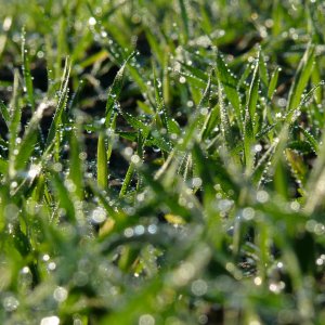 Wiese mit Morgenthau