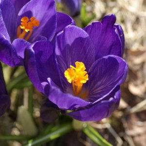 Frühlingsanfang nun auch in Schweden