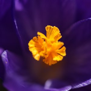 Frühlingsanfang nun auch in Schweden