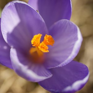 Frühlingsanfang nun auch in Schweden