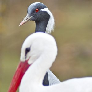 Aufnahmen mit alten Zeiss Linsen an SD14