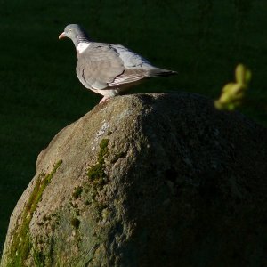 Taube in der Morgensonne