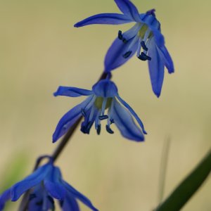 in den Kelch gekuckt