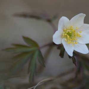 in den Kelch gekuckt