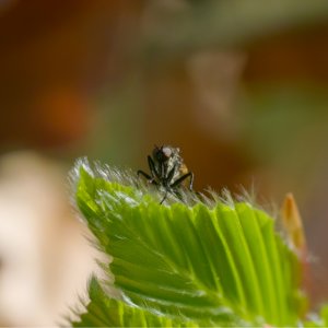 Offenblende und Schärfentiefe