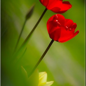 Tulpen