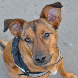 Bilder von meinem Hund Maya