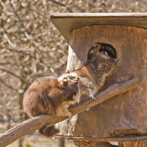 Waschbären Da gibs kloppe!!