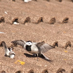 Sie liebt mich ,sie liebt mich nicht.