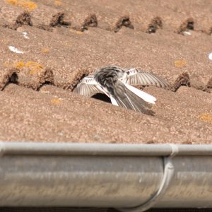 Sie liebt mich ,sie liebt mich nicht.