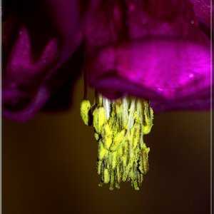 Manueller Spieltrieb