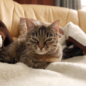 Katze mit Schlafzimmerblick