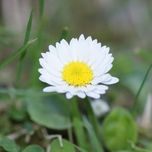 über meine Wiese mit offenen Augen