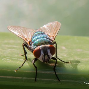 Damit es im Fliegenland etwas bunter wird, kommt hier die Schweißfliege.