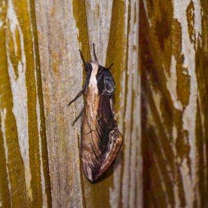 Nachtfalter gut getarnt an meinem Gartenzaun