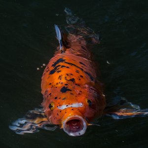 Charlie ist ein japanischer Koi, 84cm lange, 7 kg schwer