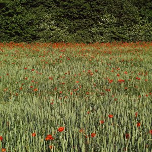 Mohnblumen im Kornfeld