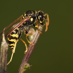 Wespe bei der Nahrungsaufnahme