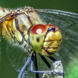 Weibchen einer Blutroten Heidelibelle
