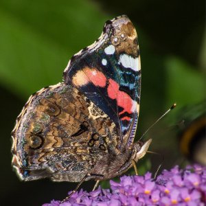 Scmetterling saugt Nektar 2.Foto