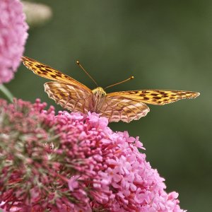Schmetterling