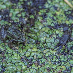 Frosch im Sumpf