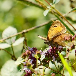 Schmetterling im Sommer