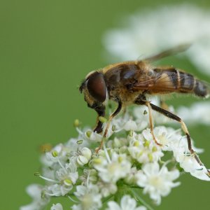 Naschen ist schön…
