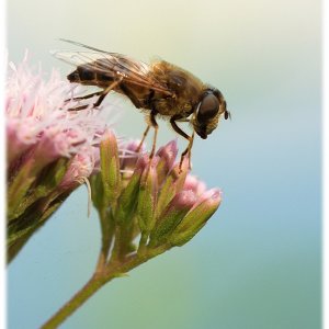 Naschen ist schön…