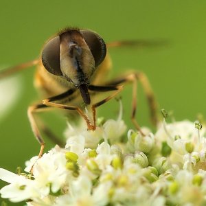 Naschen ist schön…